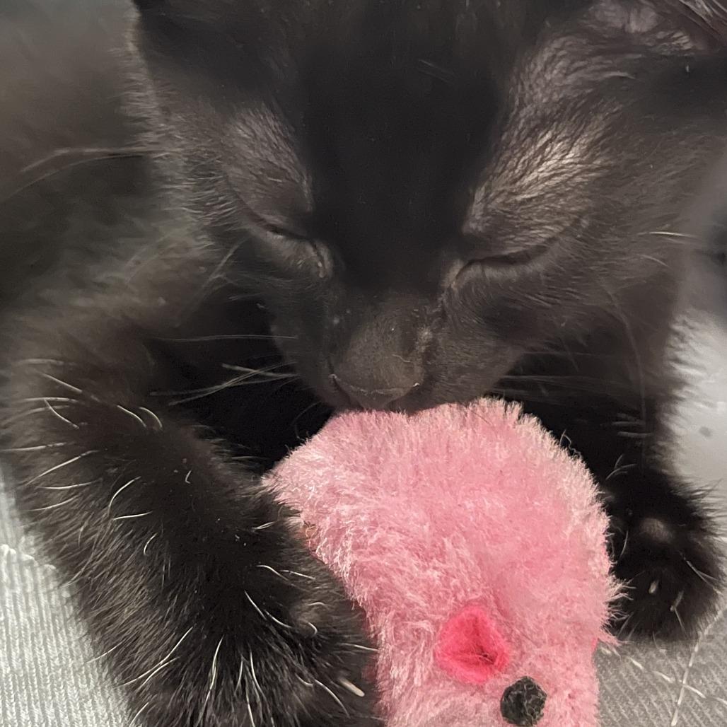 Enlarge Brownie, a Adoptable Domestic Short Hair in Baltimore, MD image 3/3