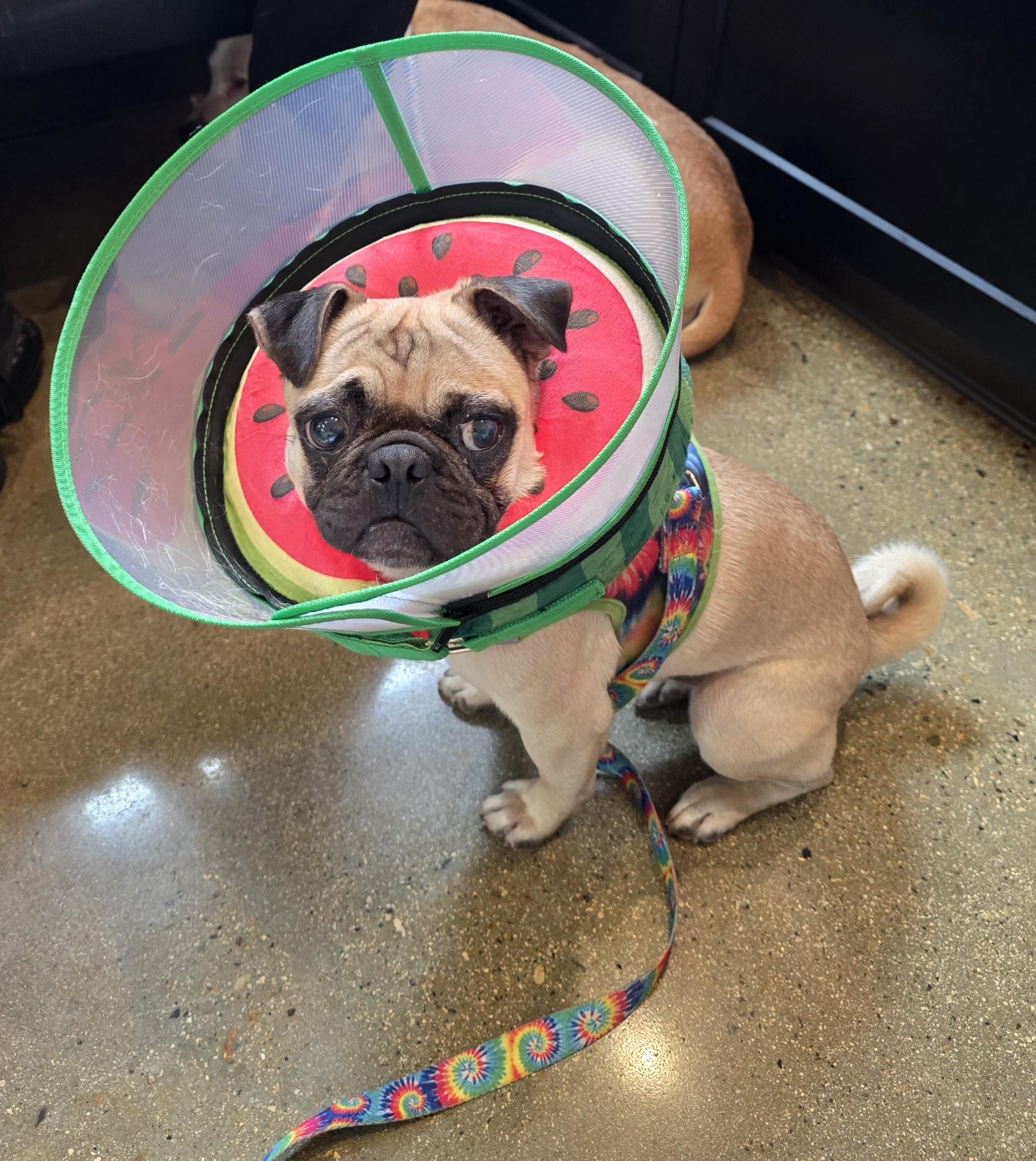 Percy, Adoptable, Young Male Pug.