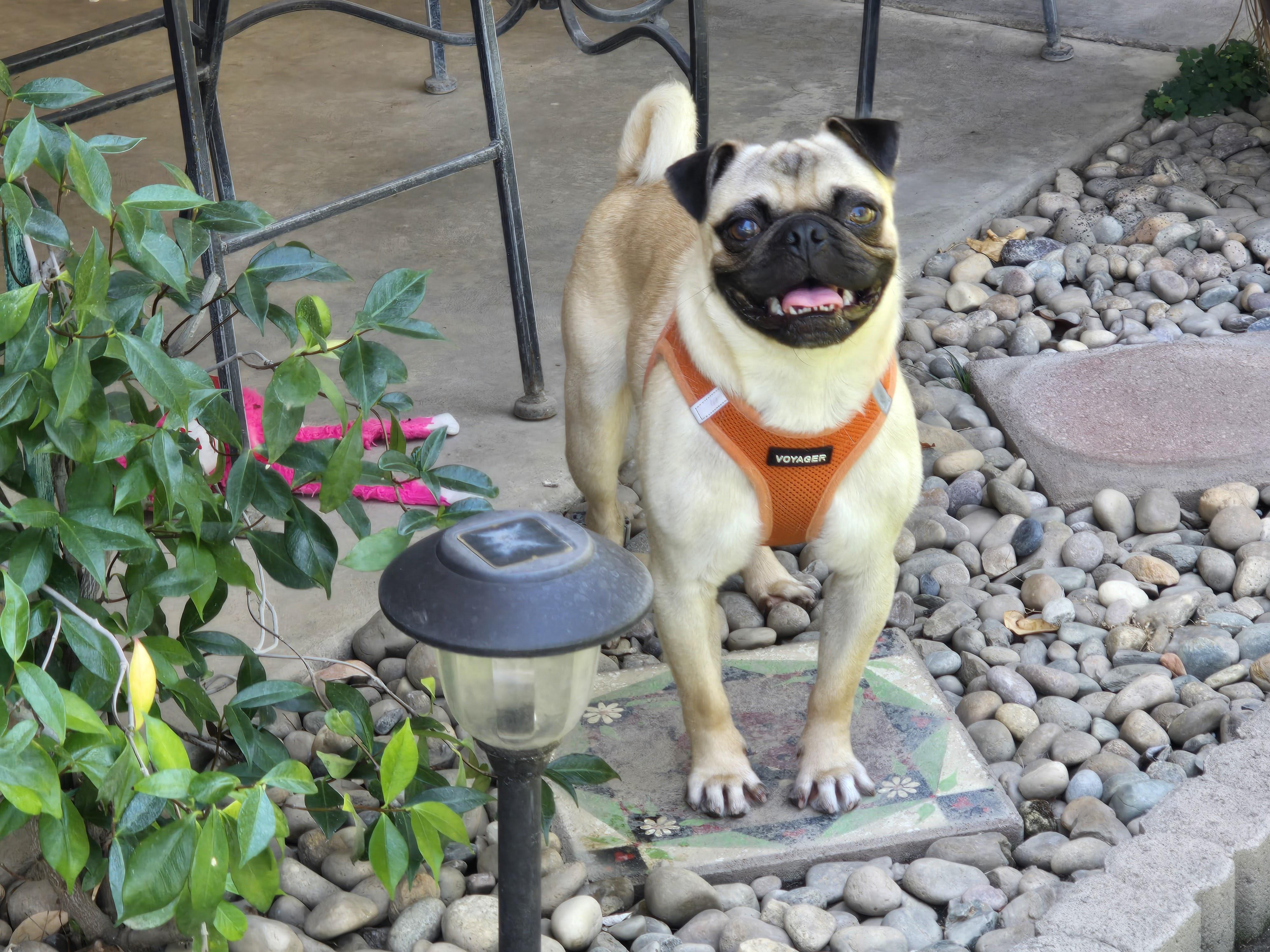 Enlarge Percy, a Adoptable Pug in Selma, CA image 6/6