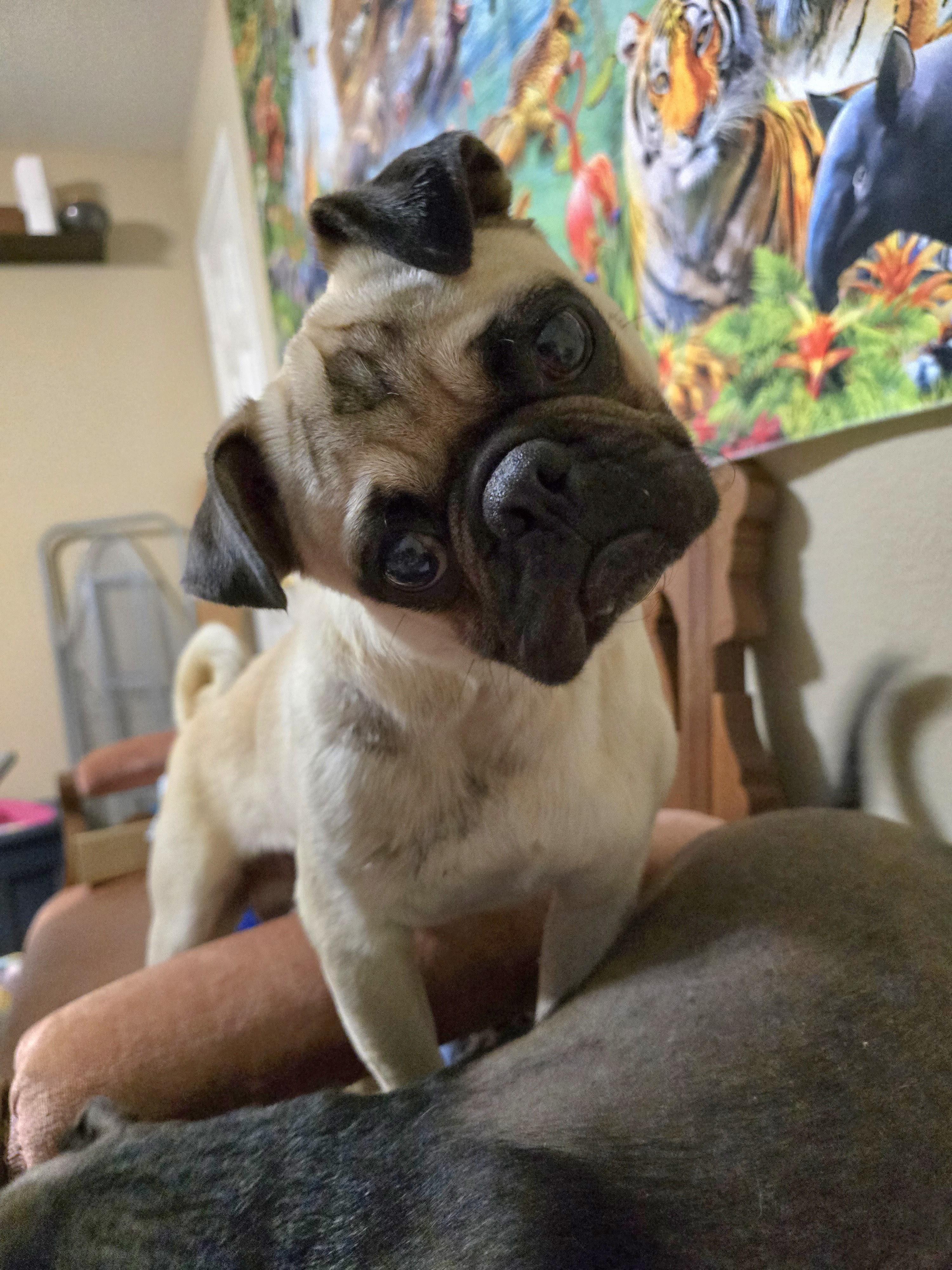 Enlarge Percy, a Adoptable Pug in Selma, CA image 2/6