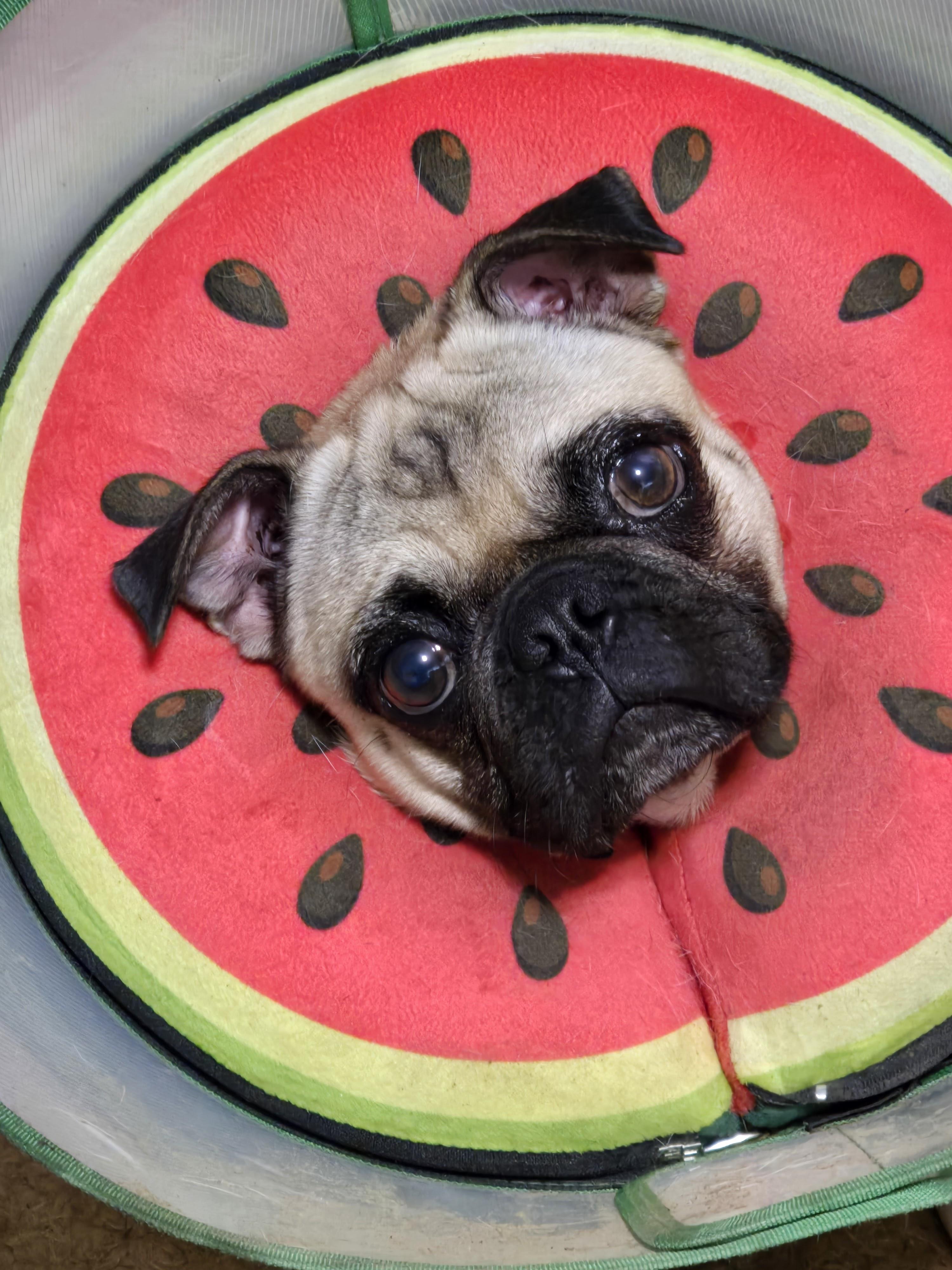Enlarge Percy, a Adoptable Pug in Selma, CA image 3/6