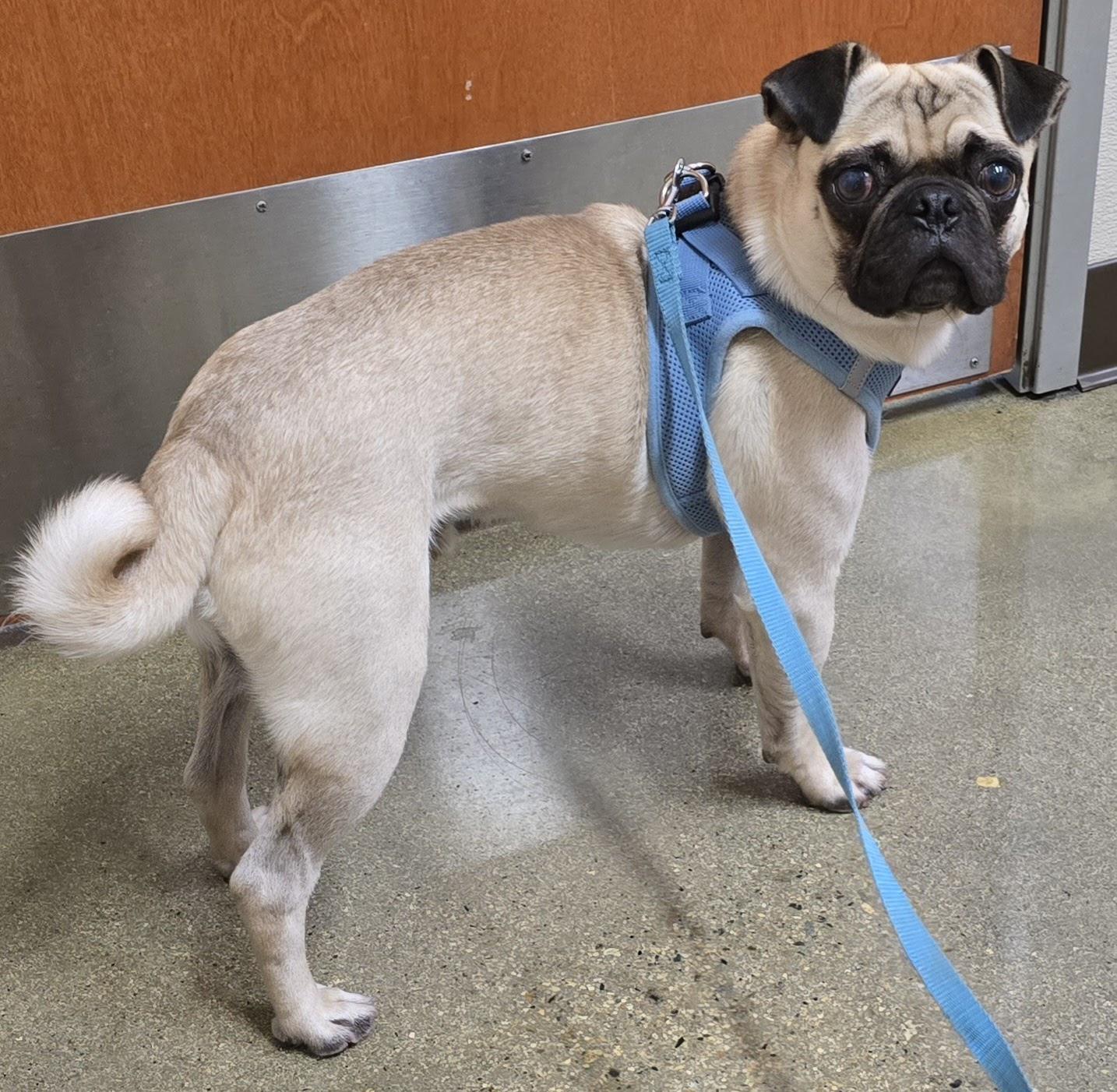 Enlarge Percy, a Adoptable Pug in Selma, CA image 5/6