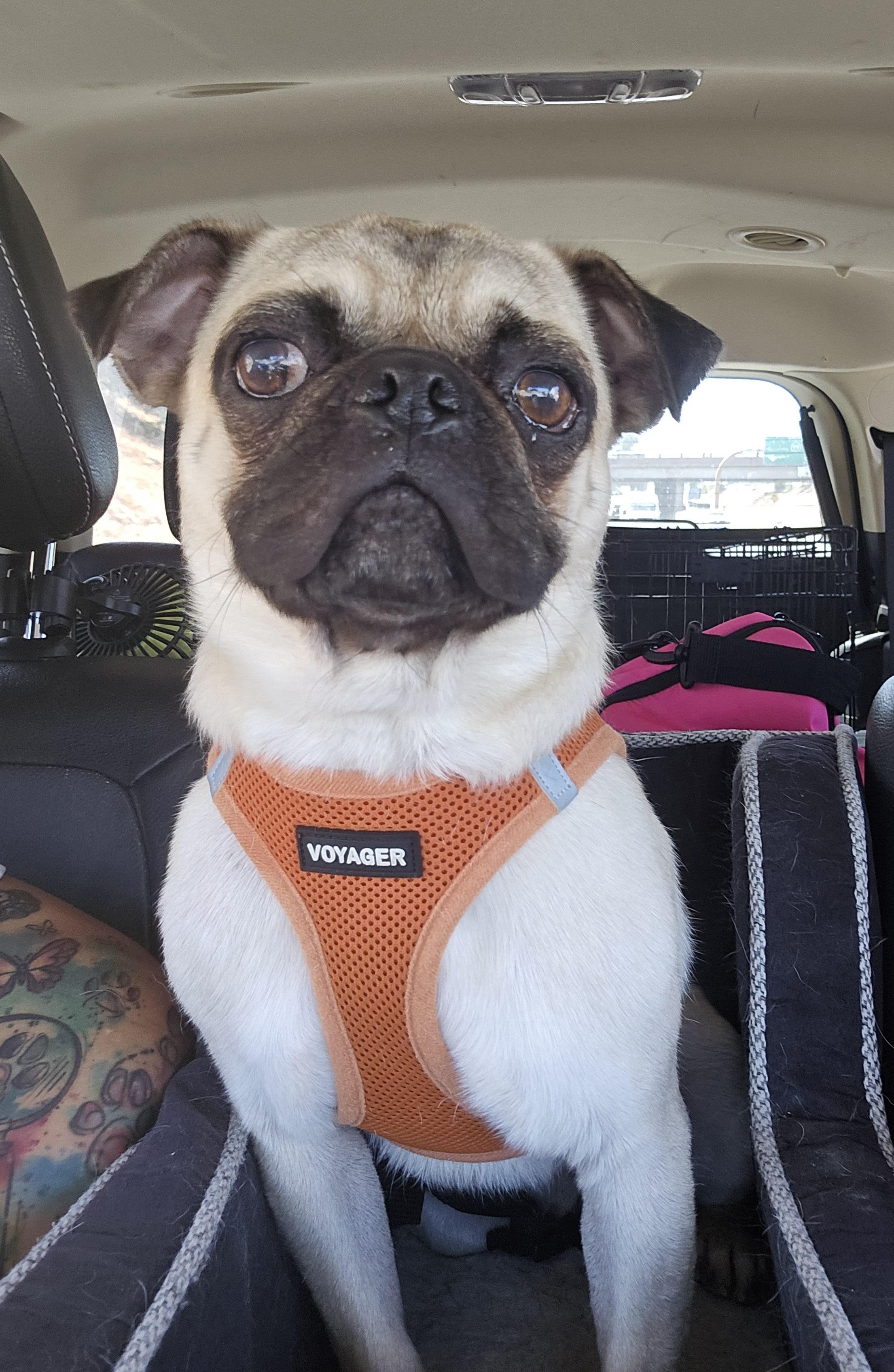 Enlarge Percy, a Adoptable Pug in Selma, CA image 4/6