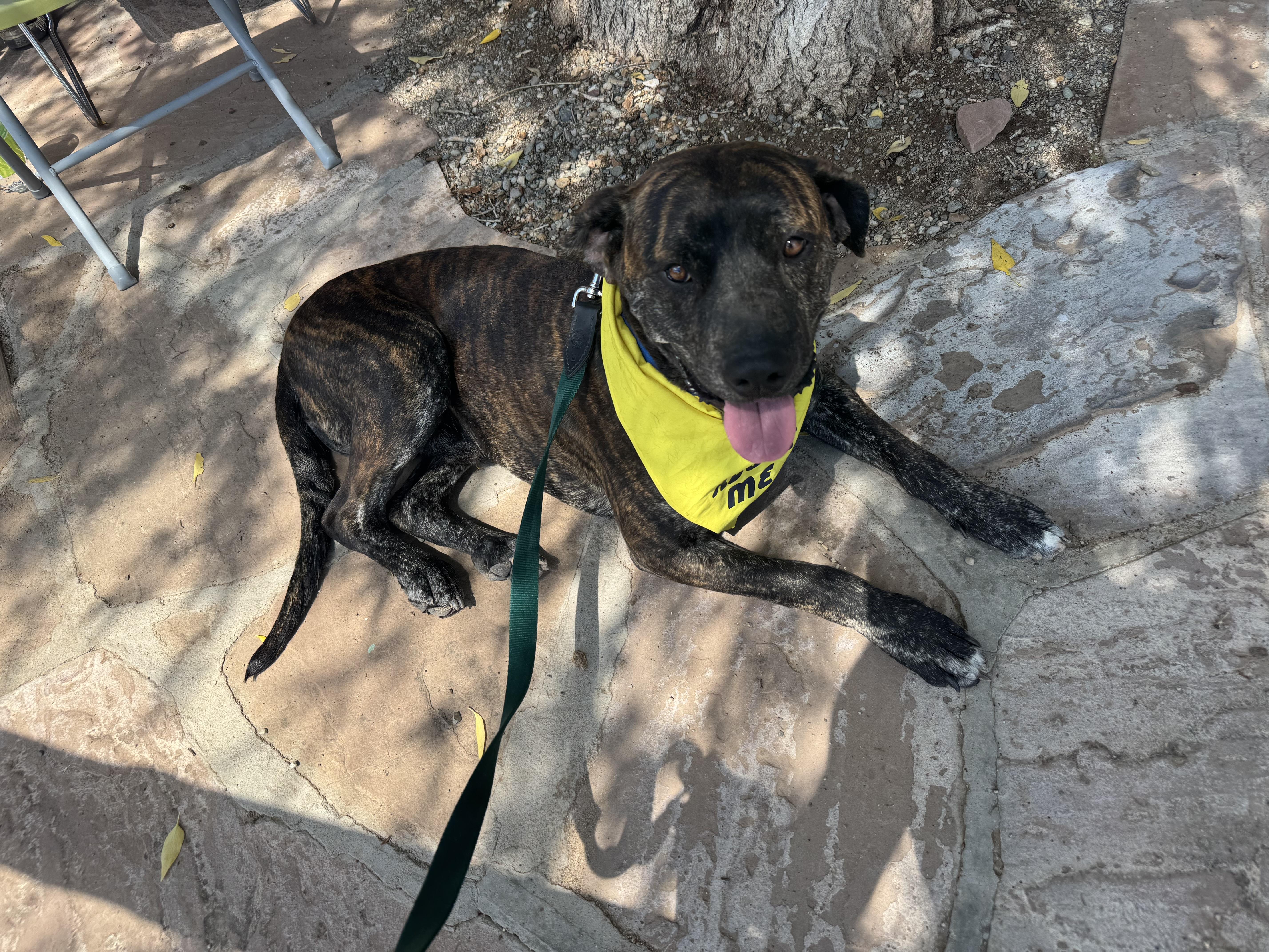 Enlarge Kevin, a Adoptable mixed breed in Carson, NM image 3/6