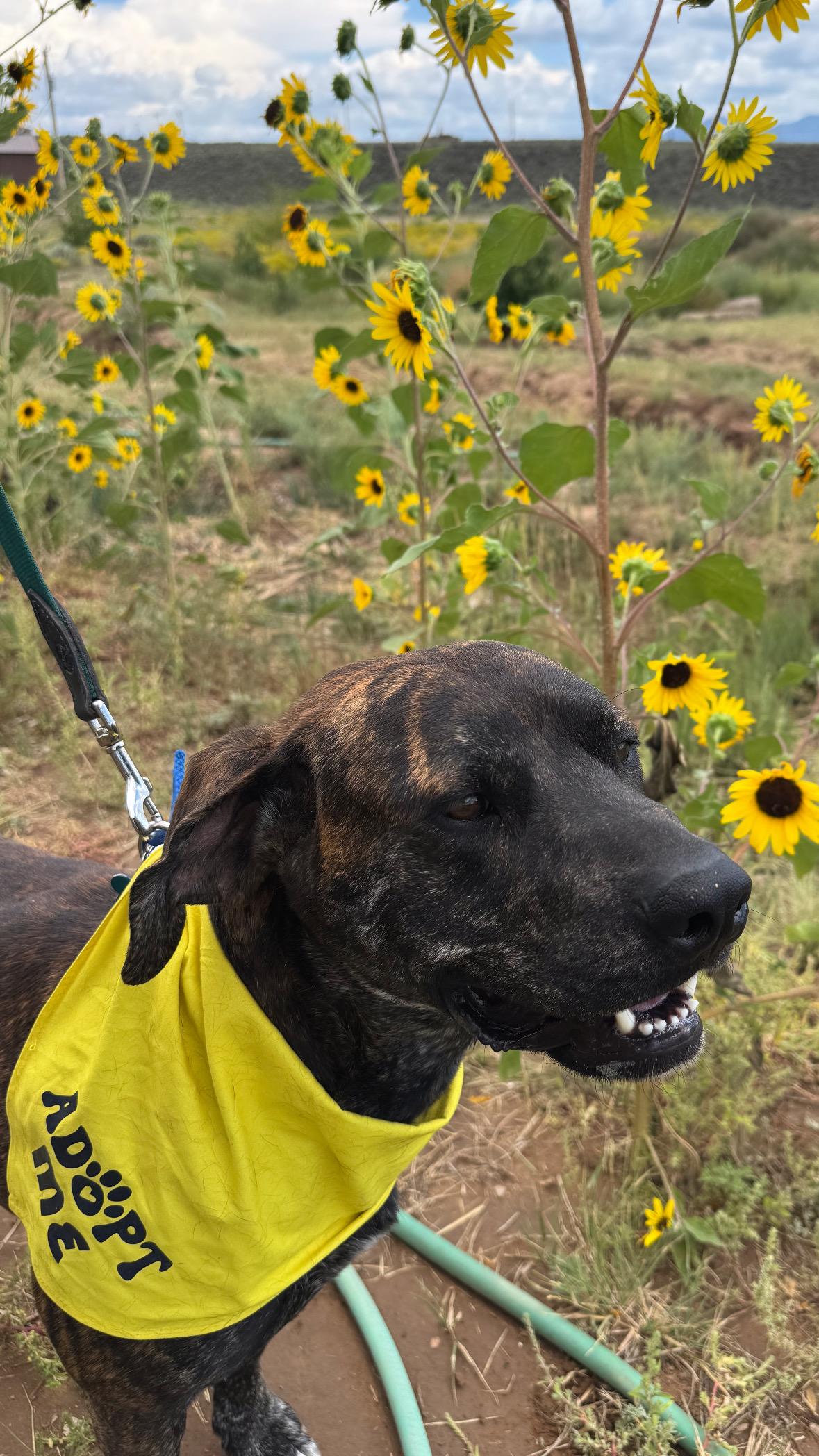 Enlarge Kevin, a Adoptable mixed breed in Carson, NM image 1/6