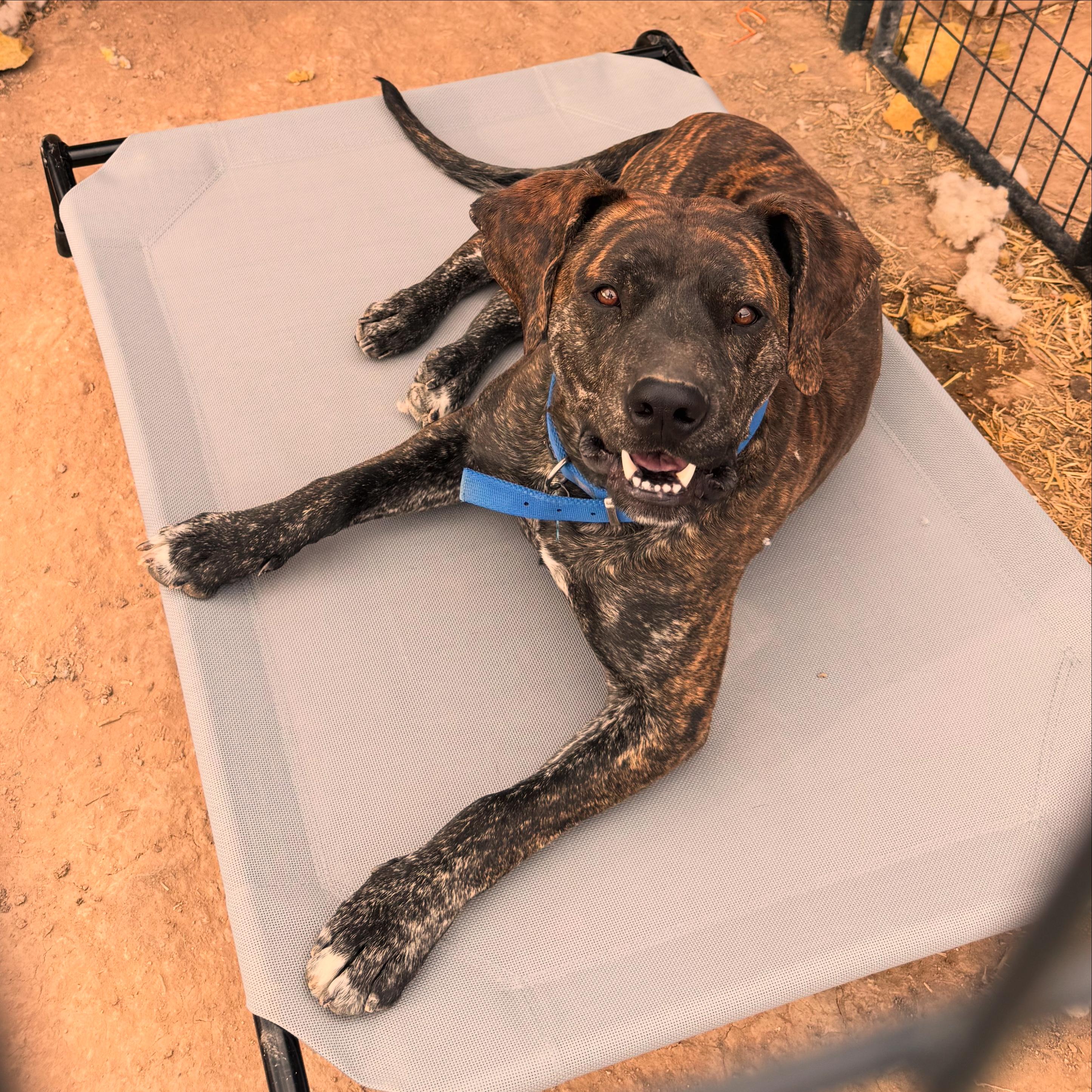 Enlarge Kevin, a Adoptable mixed breed in Carson, NM image 2/6