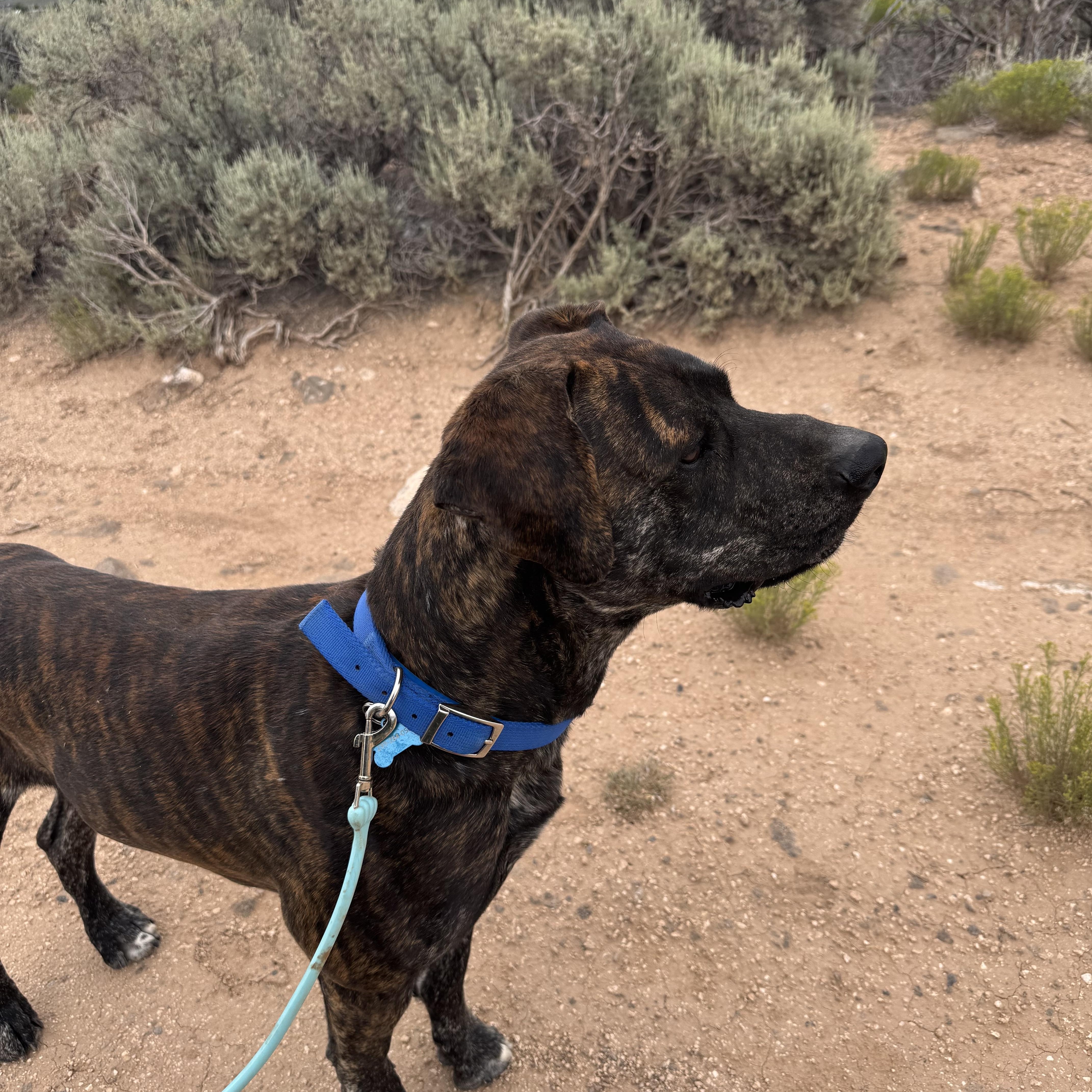 Enlarge Kevin, a Adoptable mixed breed in Carson, NM image 5/6