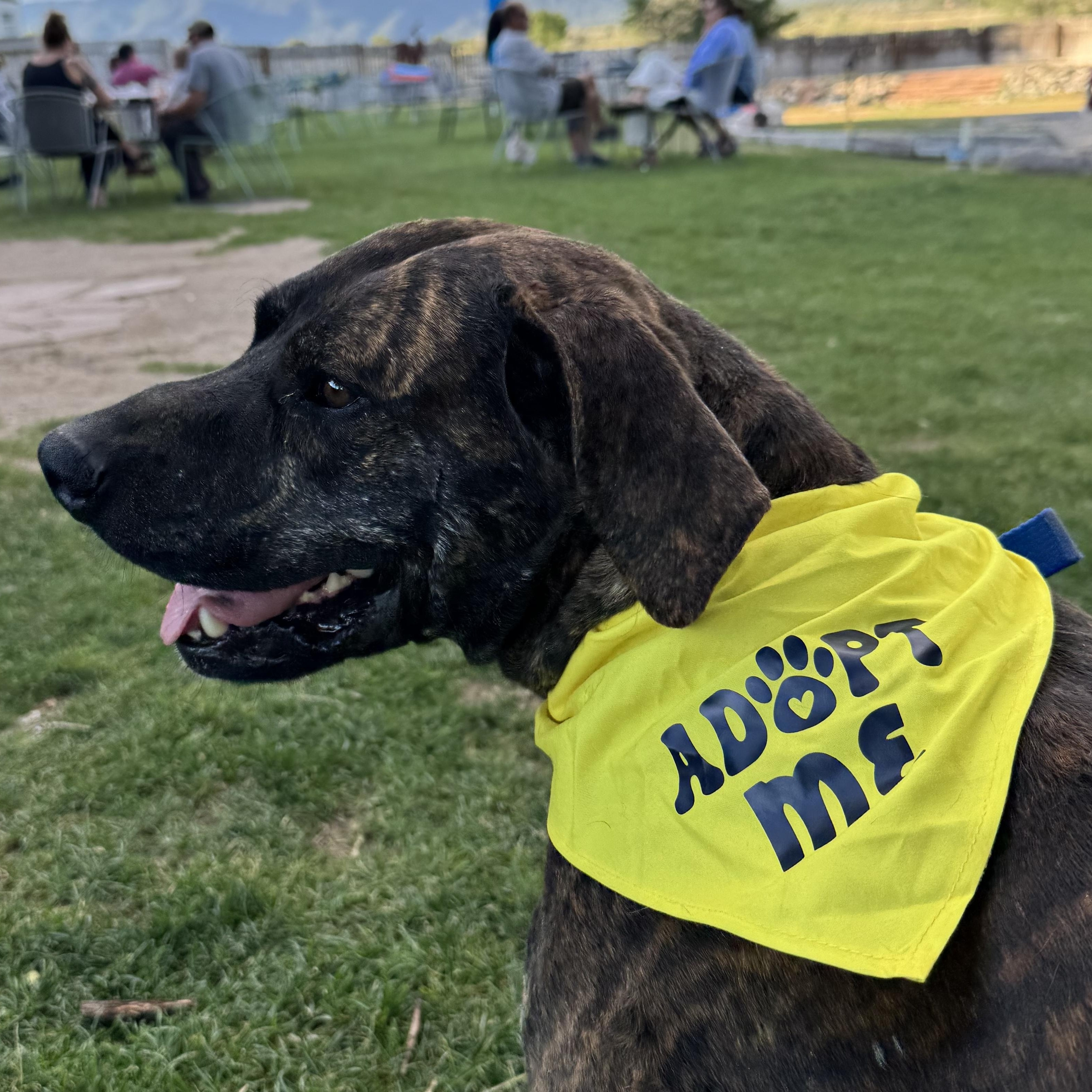 Enlarge Kevin, a Adoptable mixed breed in Carson, NM image 6/6