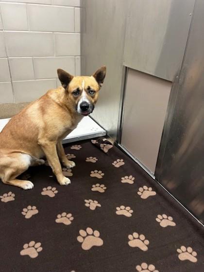 Enlarge Kita, a Adoptable mixed breed in Farmers Branch, TX image 1/1