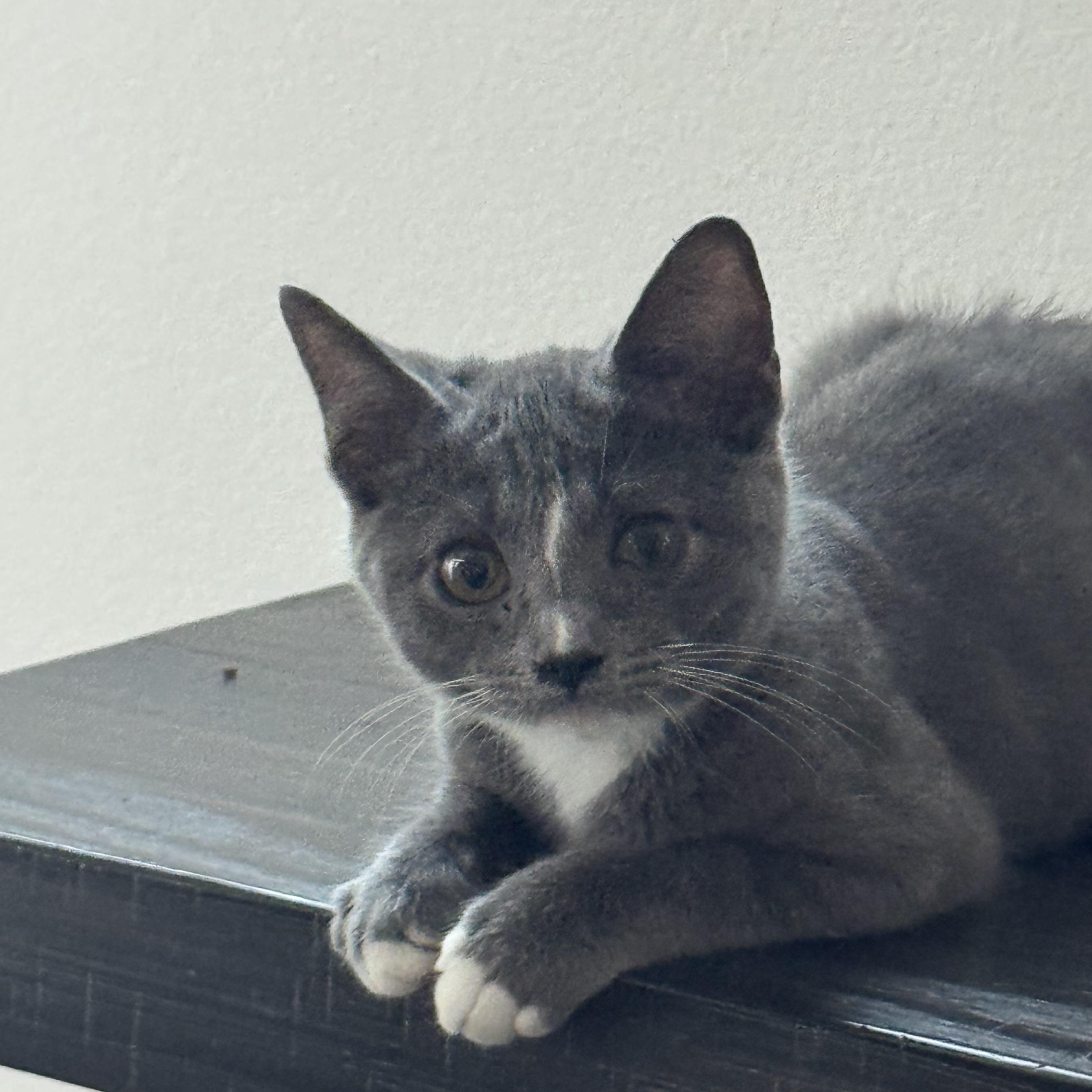 Travis, an adopted mixed breed in Poway, CA image 2/3