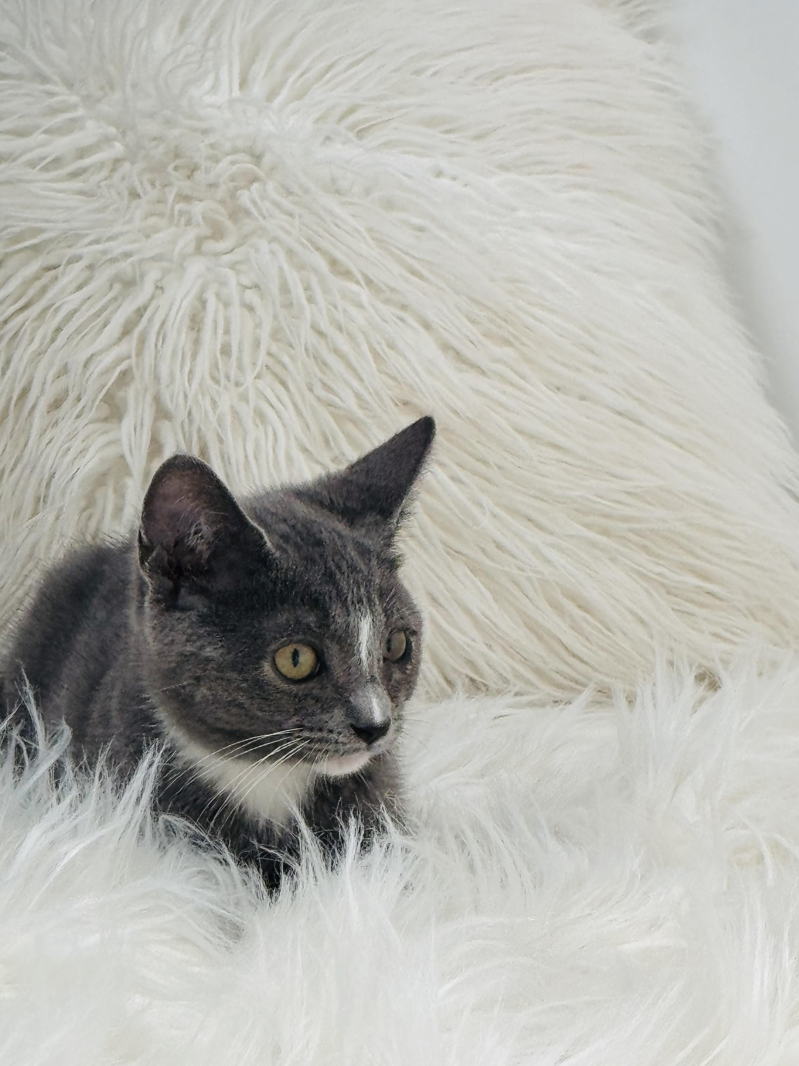 Travis, adopted, Kitten Male Russian Blue & American Shorthair.