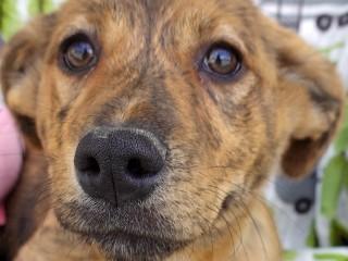 June, an adopted mixed breed in Anaconda, MT image 4/4
