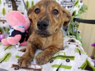 June, an adopted mixed breed in Anaconda, MT image 3/4