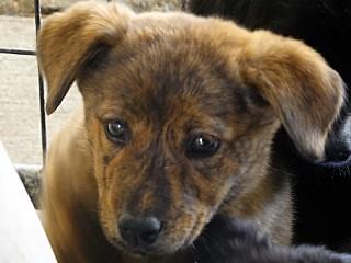 June, adopted, Young Female Labrador Retriever & Cattle Dog.