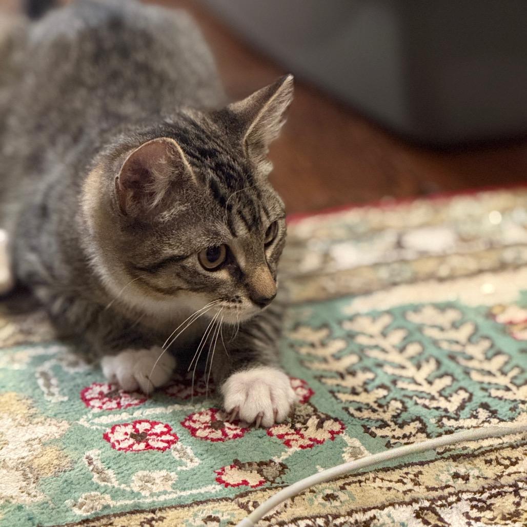 Tigger (Val 3), a Adoptable Domestic Short Hair in Westport, CT image 1/5