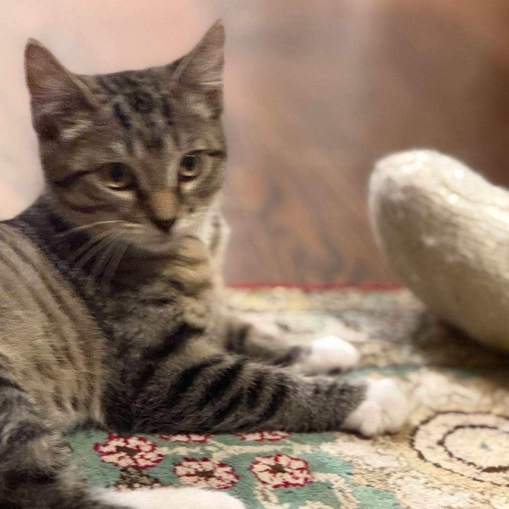 Tigger (Val 3), a Adoptable Domestic Short Hair in Westport, CT image 2/5