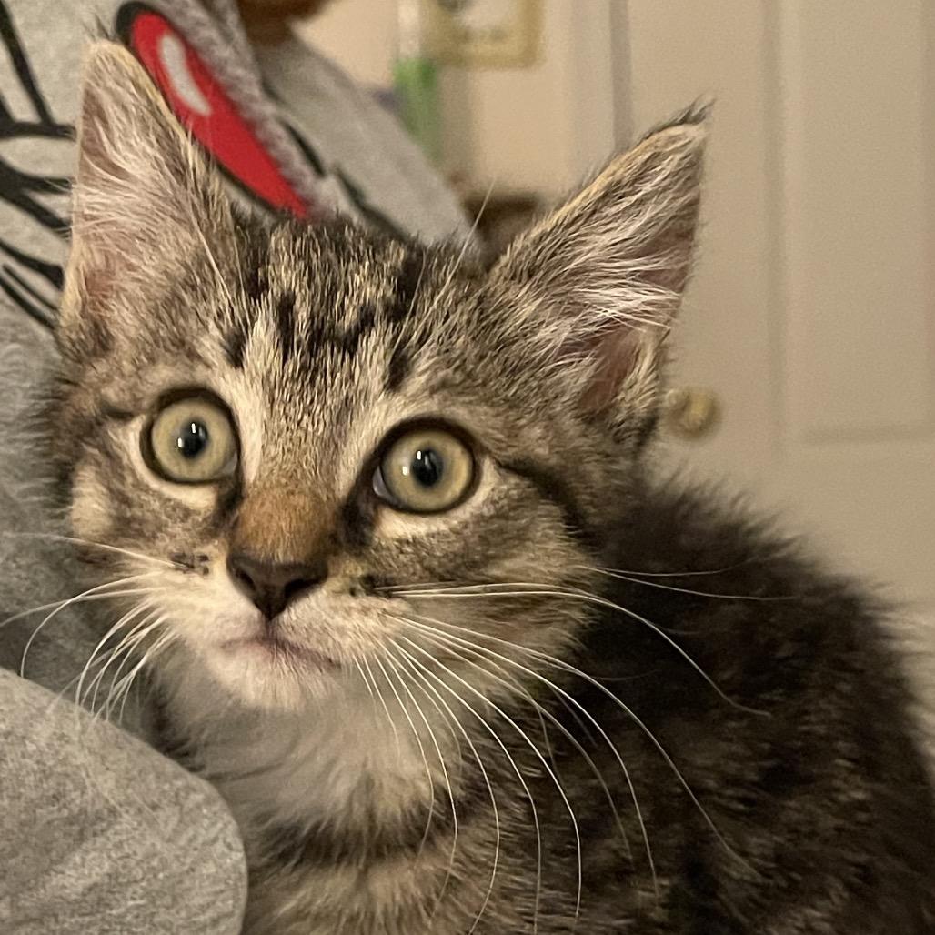 Tigger (Val 3), a Adoptable Domestic Short Hair in Westport, CT image 3/5