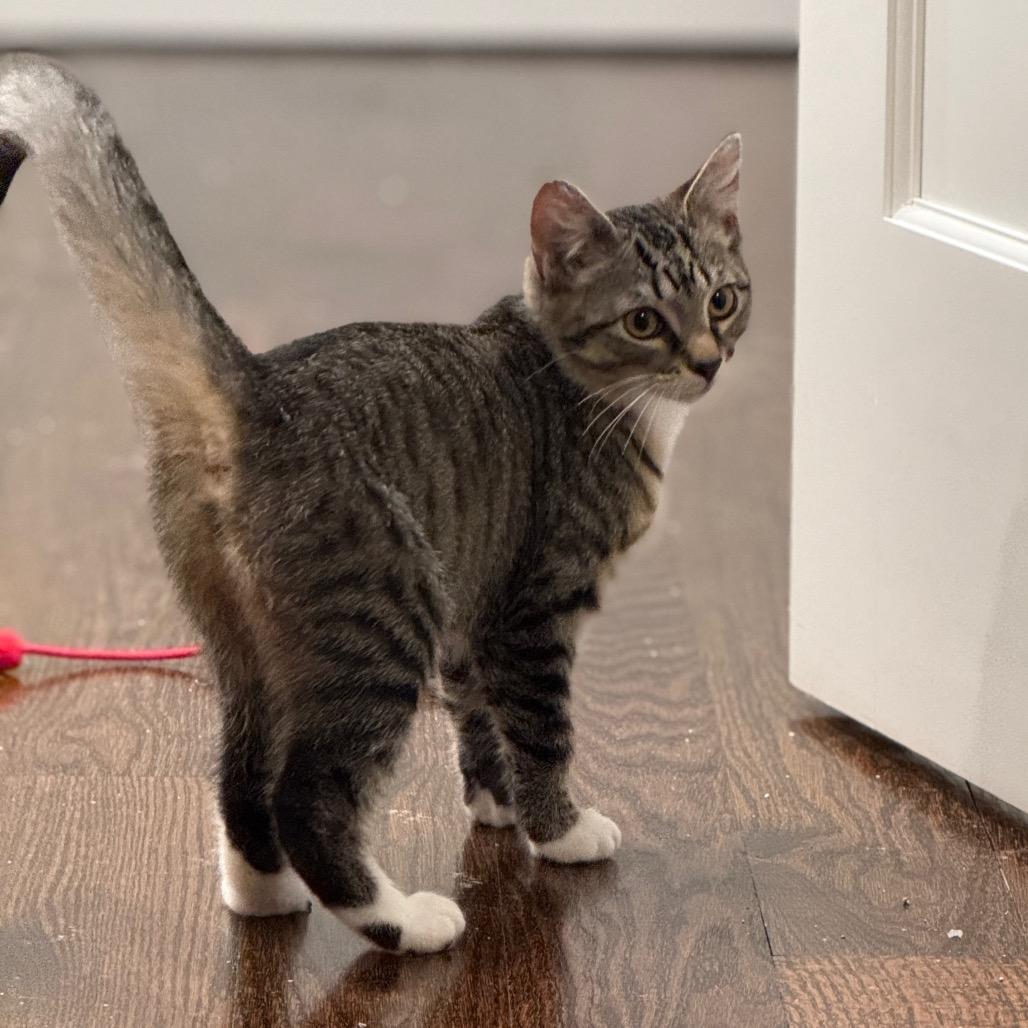 Tigger (Val 3), a Adoptable Domestic Short Hair in Westport, CT image 4/5