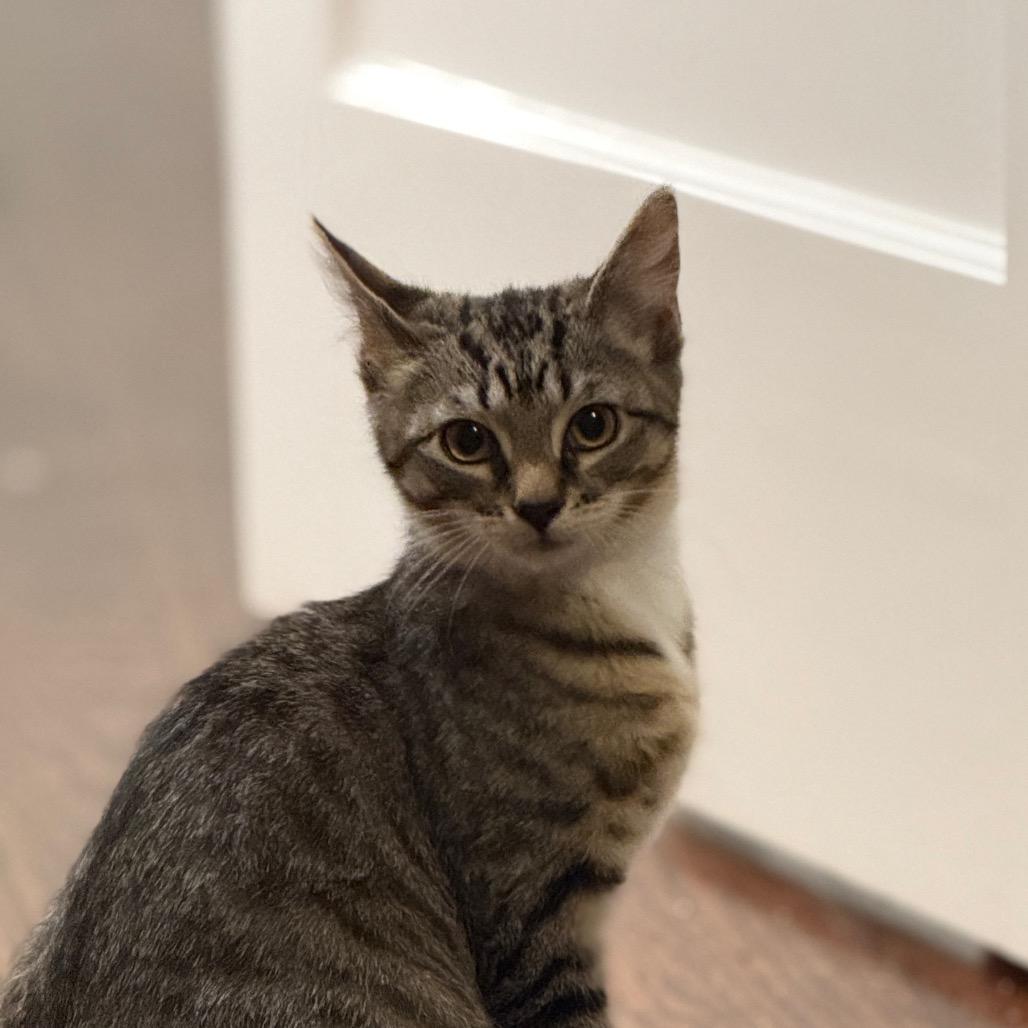 Tigger (Val 3), a Adoptable Domestic Short Hair in Westport, CT image 5/5