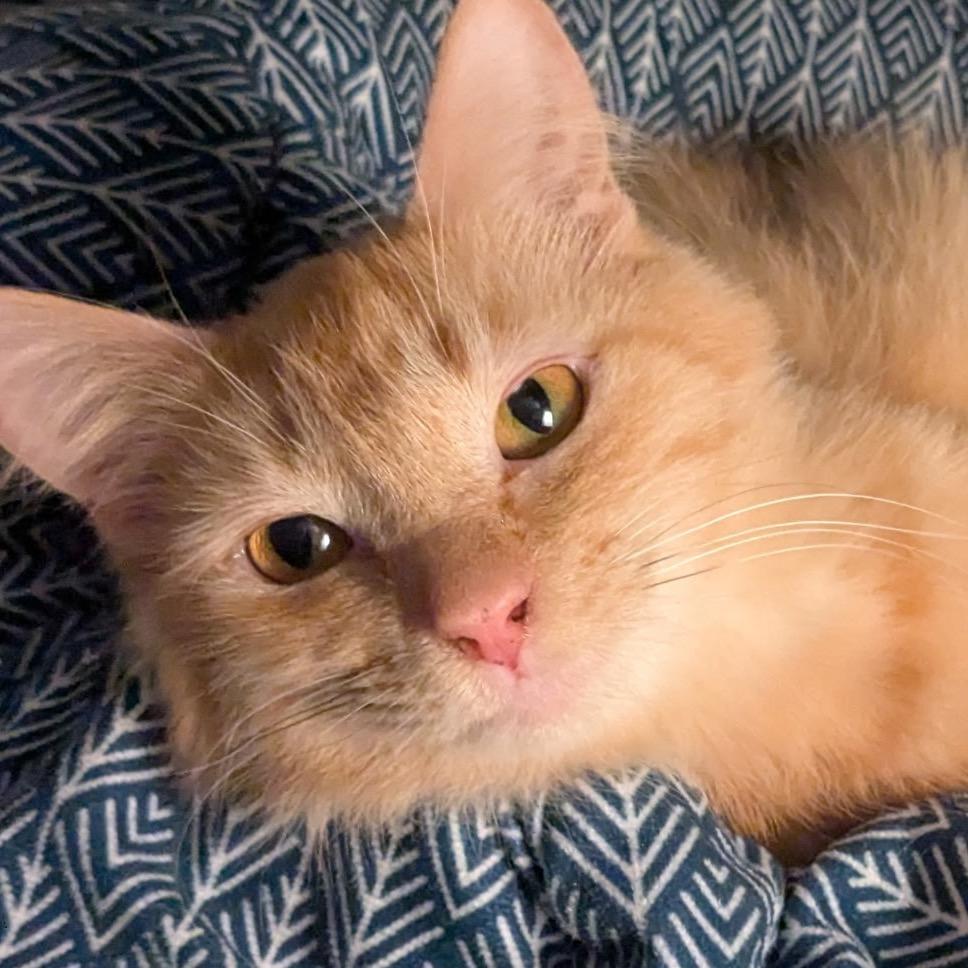 Bee Eater, Adoptable, Adult Female Domestic Medium Hair.