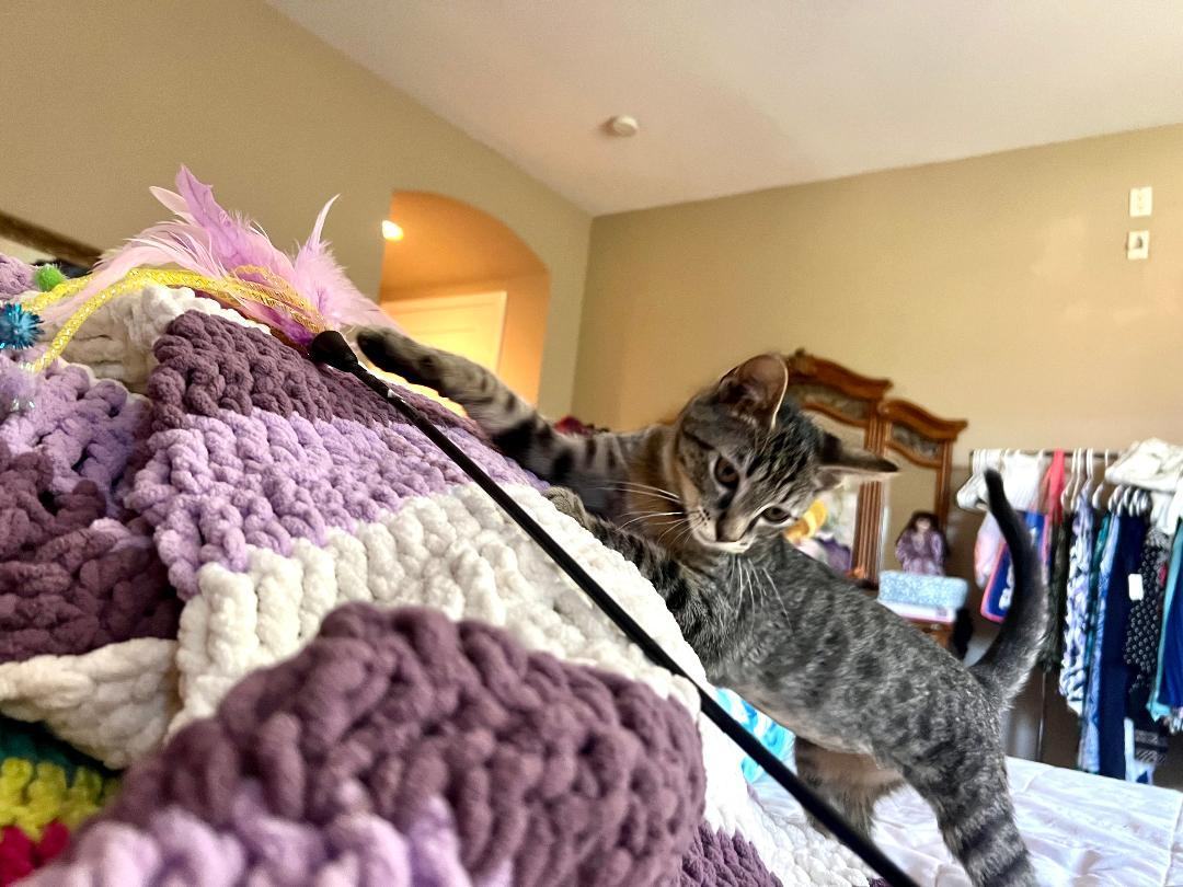 Tabitha, a Adoptable Domestic Short Hair in Gilroy, CA image 4/4