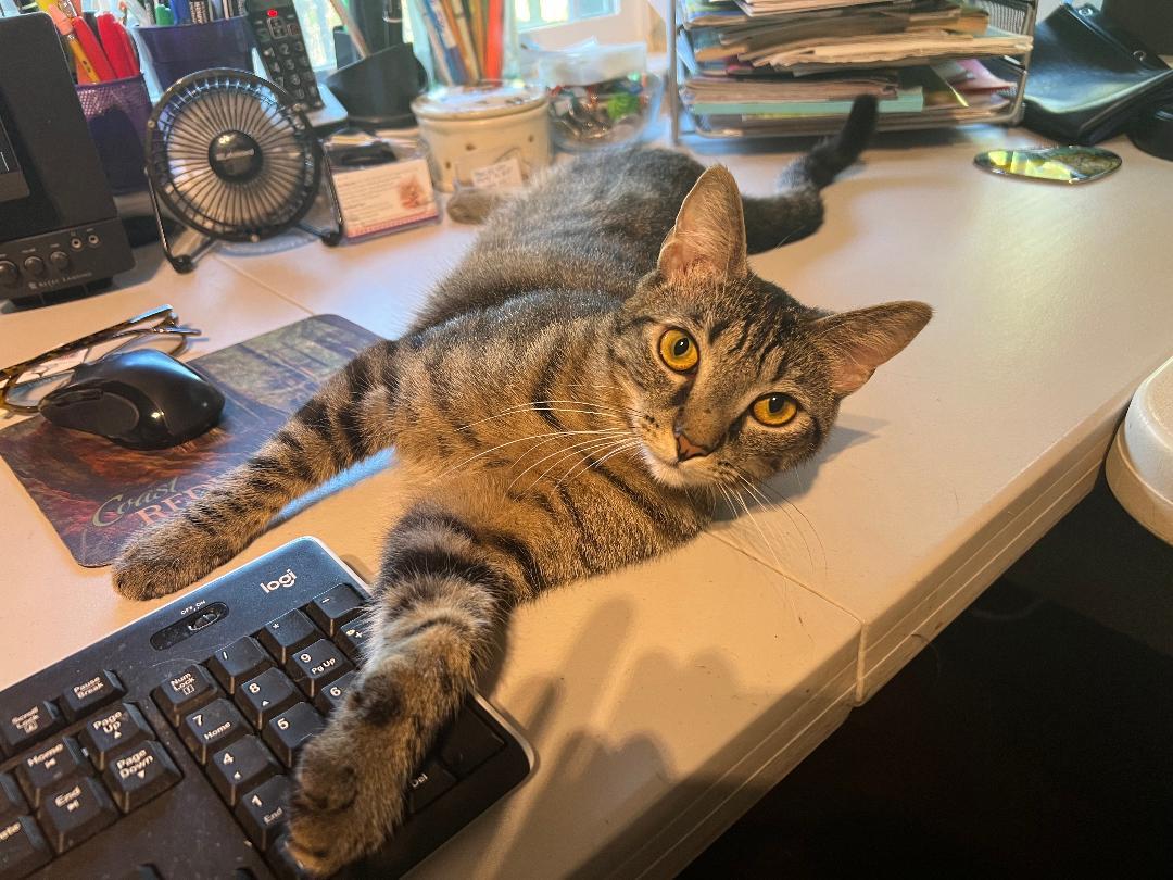 Tabitha, a Adoptable Domestic Short Hair in Gilroy, CA image 2/4