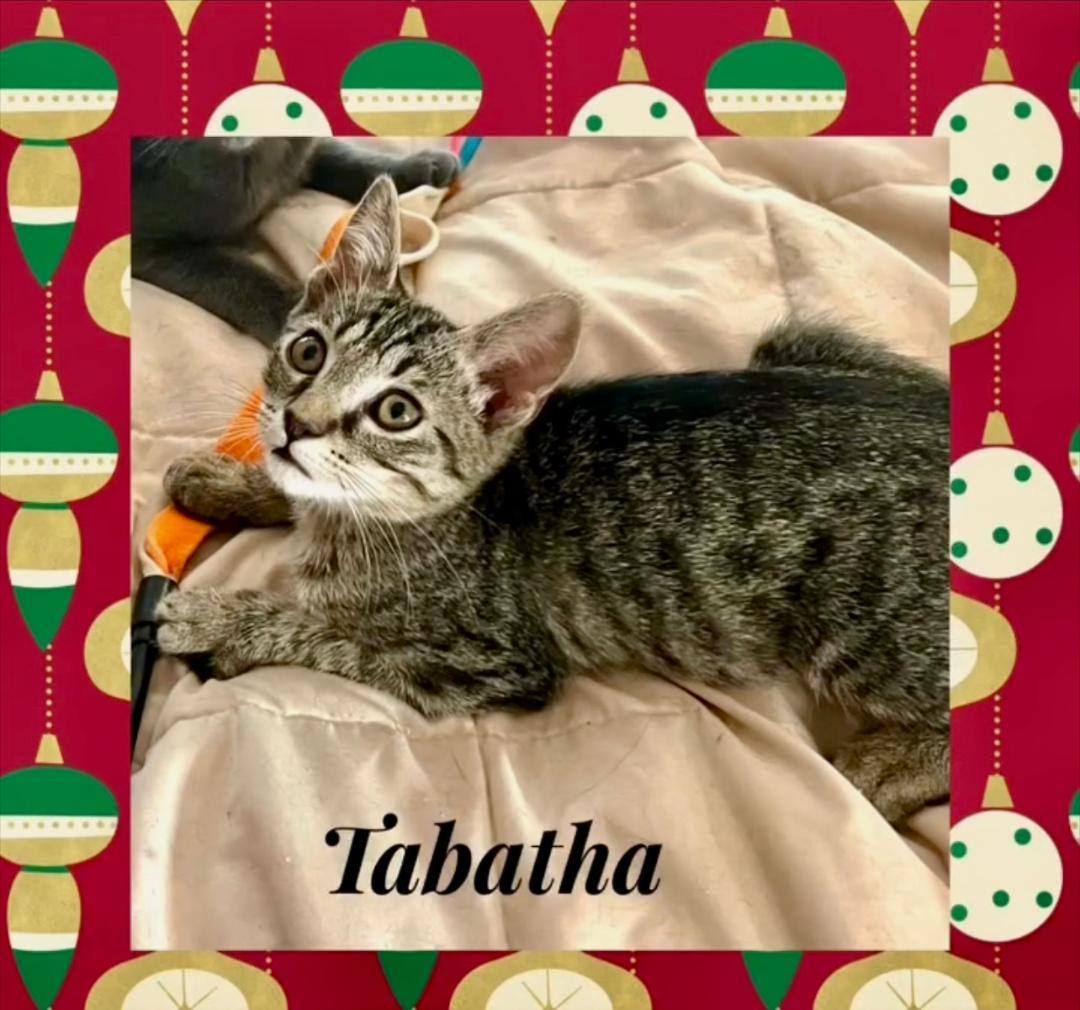Tabitha, a Adoptable Domestic Short Hair in Gilroy, CA image 3/4