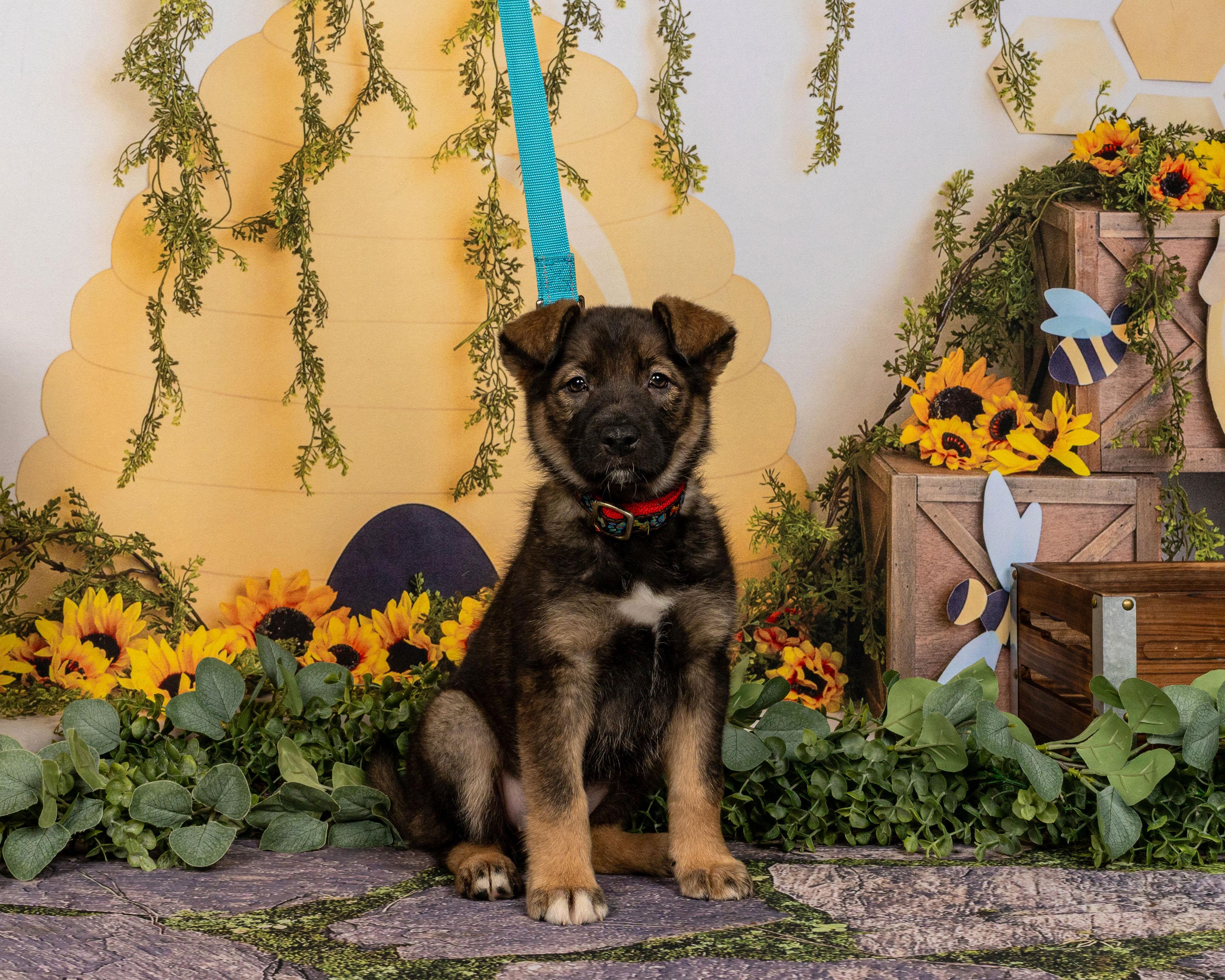 Enlarge Heart, an adoptable Australian Shepherd in Richmond, VA image 2/5