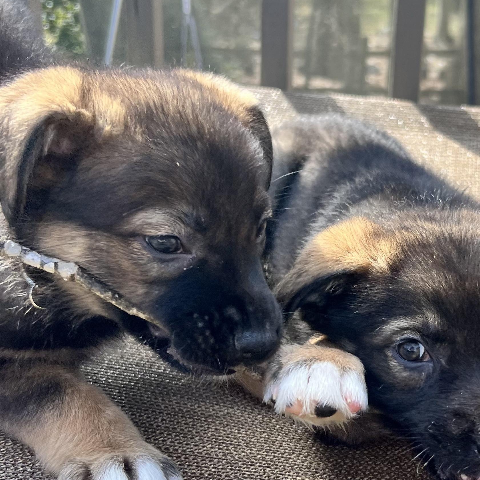 Enlarge Heart, an adoptable Australian Shepherd in Richmond, VA image 5/5