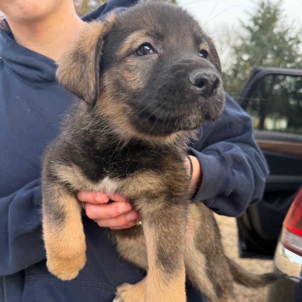 Enlarge Heart, an adoptable Australian Shepherd in Richmond, VA image 4/5