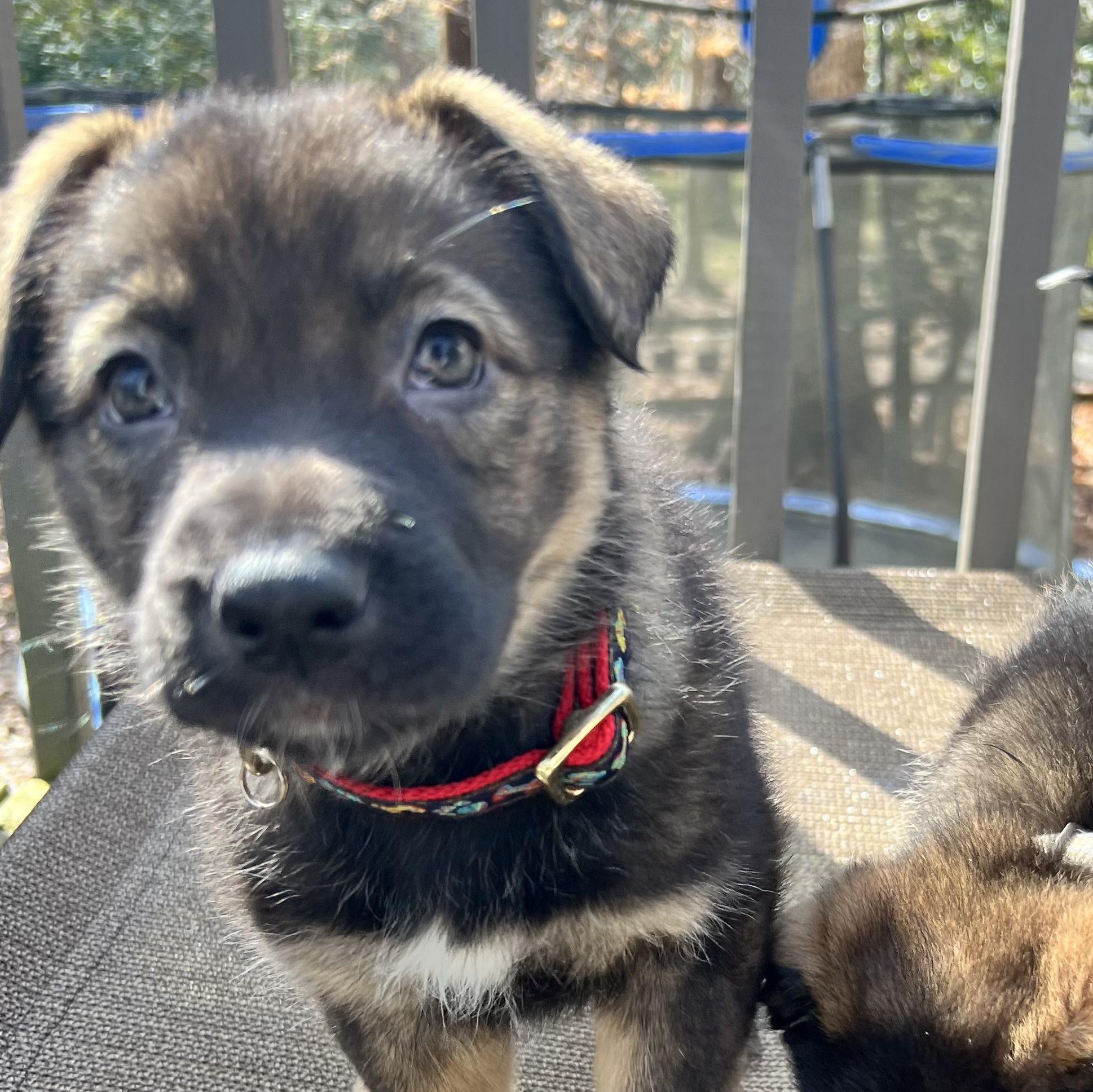 Enlarge Heart, an adoptable Australian Shepherd in Richmond, VA image 3/5