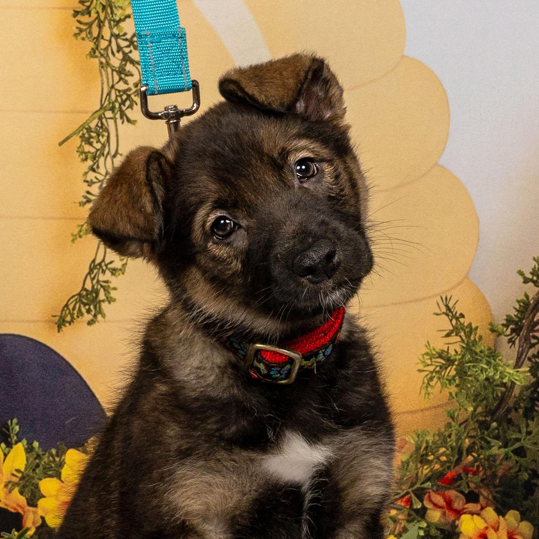 Enlarge Heart, an adoptable Australian Shepherd in Richmond, VA image 1/5