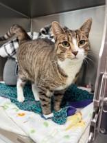 Pish, ADOPTABLE, Adult Male Domestic Short Hair.