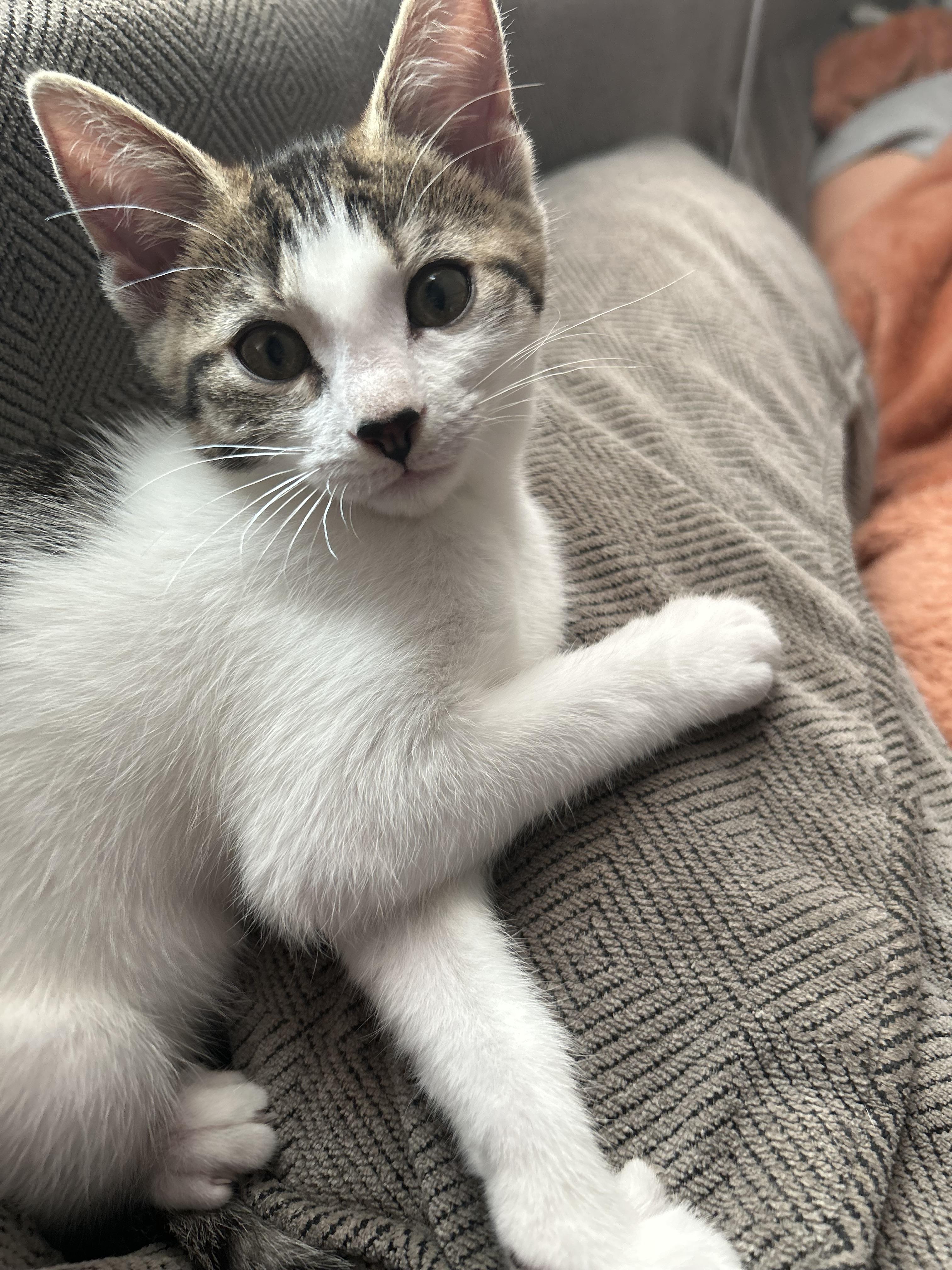 Enlarge Skipper, a Adoptable Domestic Short Hair in Richmond, VA image 1/1