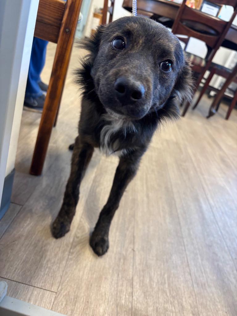 Farley, Adoptable, Young Male Shepherd & Mixed Breed.