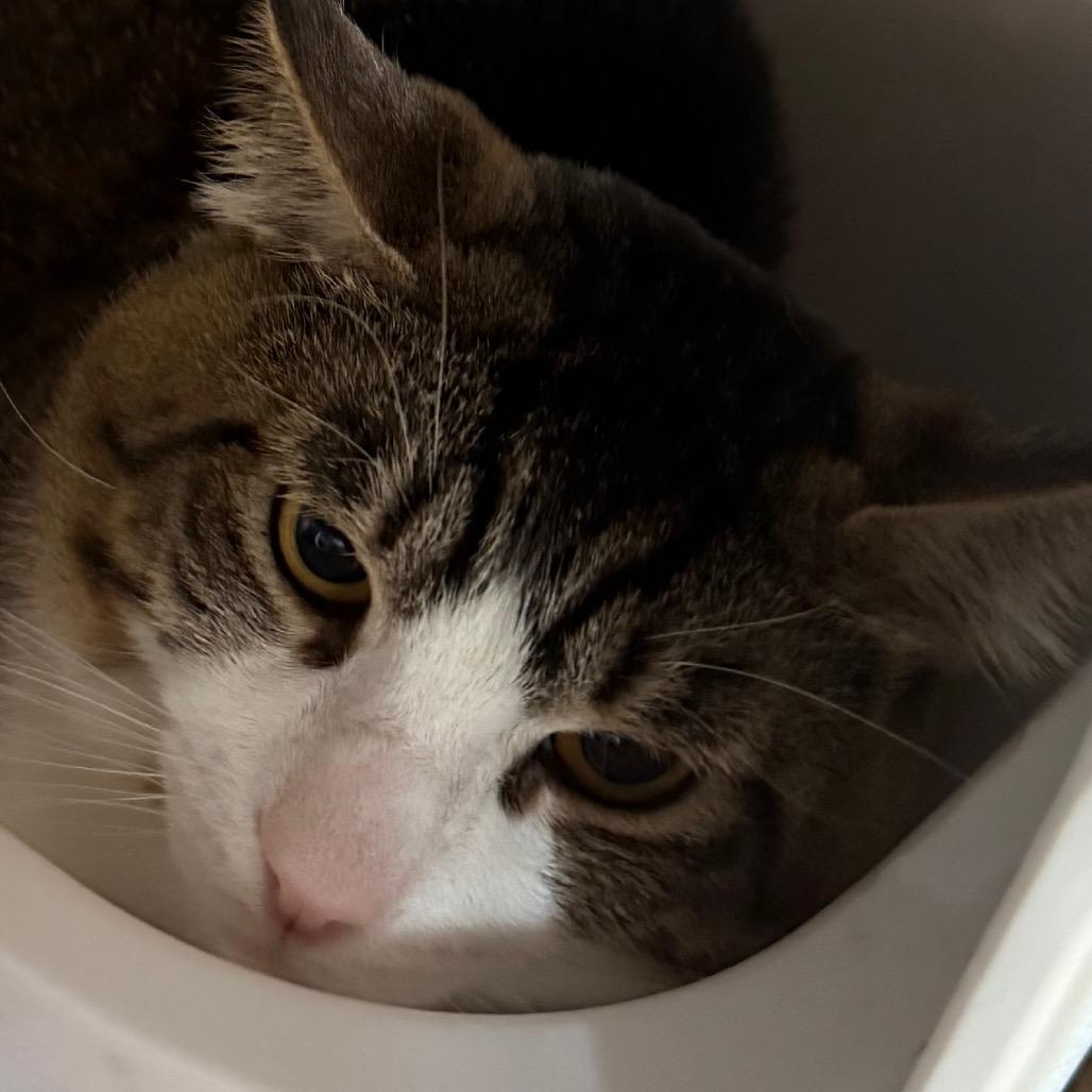 Artemis, Adoptable, Adult Male Domestic Short Hair.