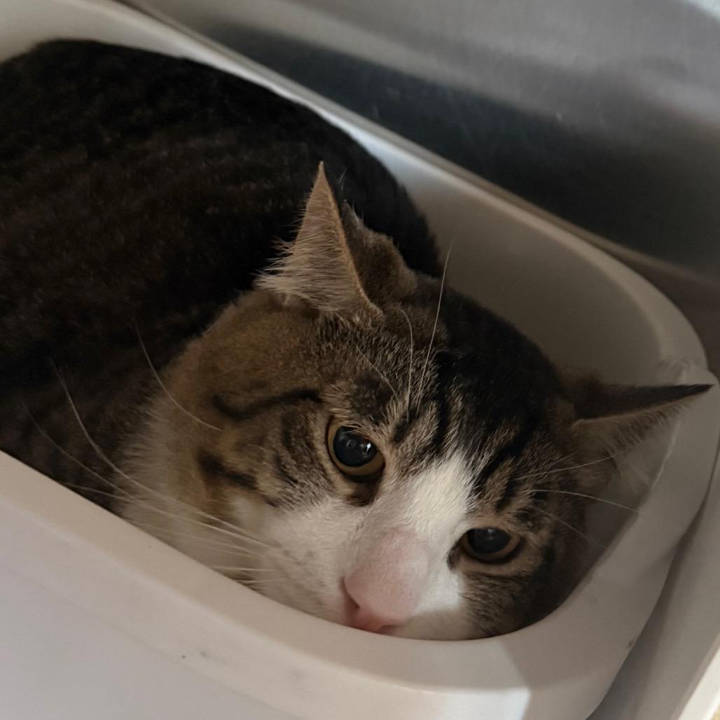 Enlarge Artemis, a Adoptable Domestic Short Hair in Cedaredge, CO image 2/2