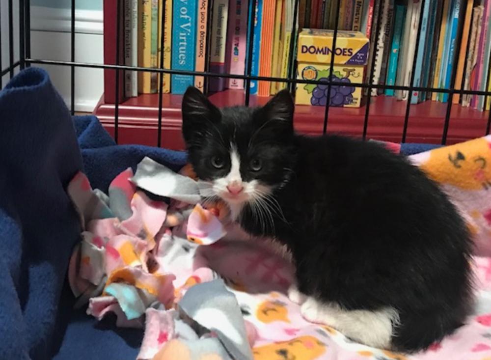 Sprocket, Adopted, Kitten Male Domestic Short Hair.