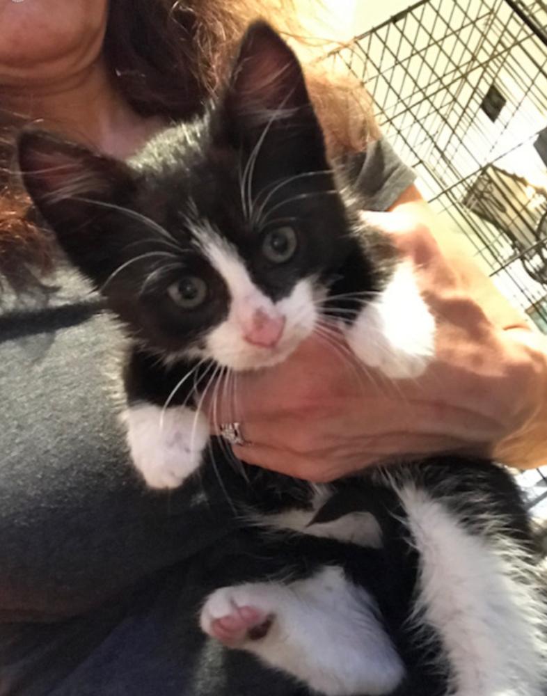 Sprocket, a Adopted Domestic Short Hair in Oradell, NJ image 2/3