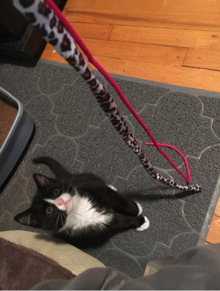 Sprocket, Adopted, Kitten Male Domestic Short Hair.