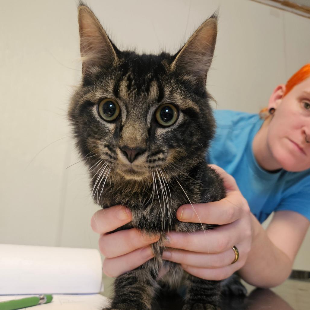Enlarge Drop Cloth, a Adoptable Domestic Short Hair in Hattiesburg, MS image 1/1