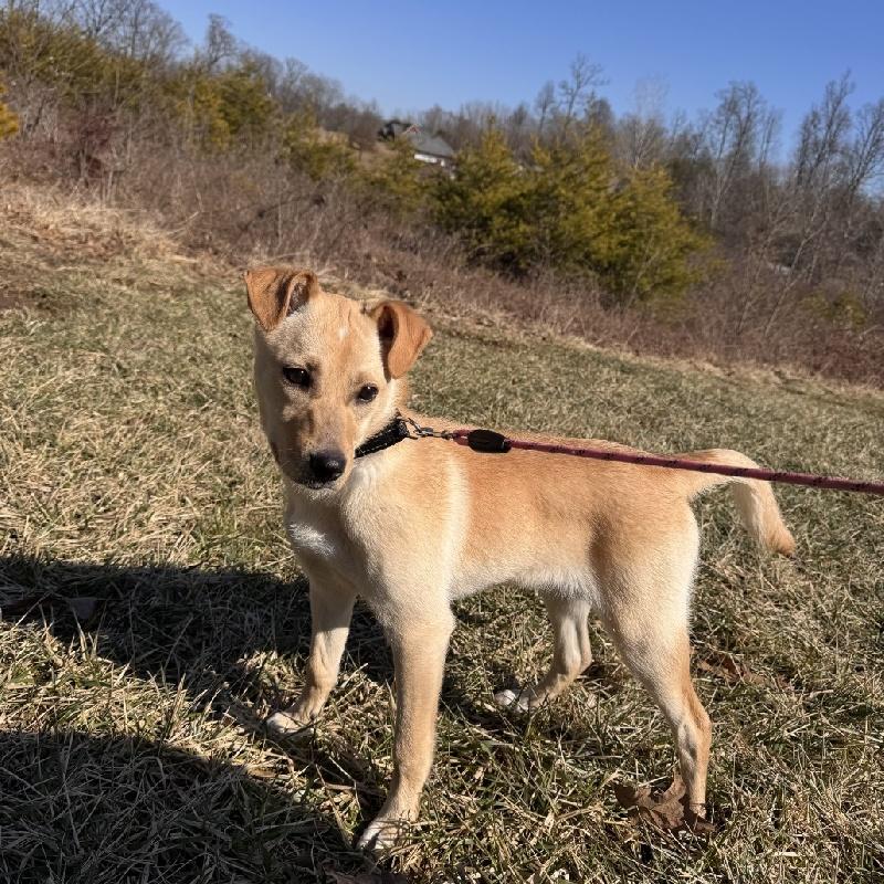 Enlarge Bella, an adoptable mixed breed in Aurora, IL image 1/4