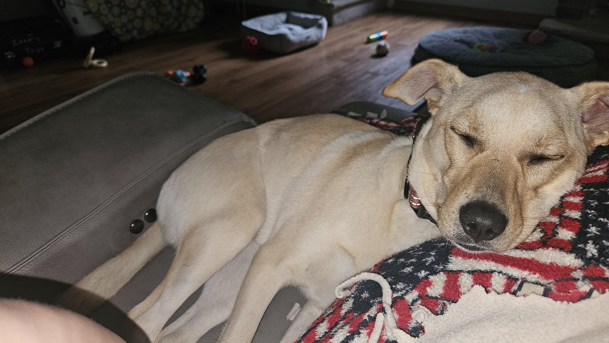 Enlarge Bella, an adoptable mixed breed in Aurora, IL image 4/4