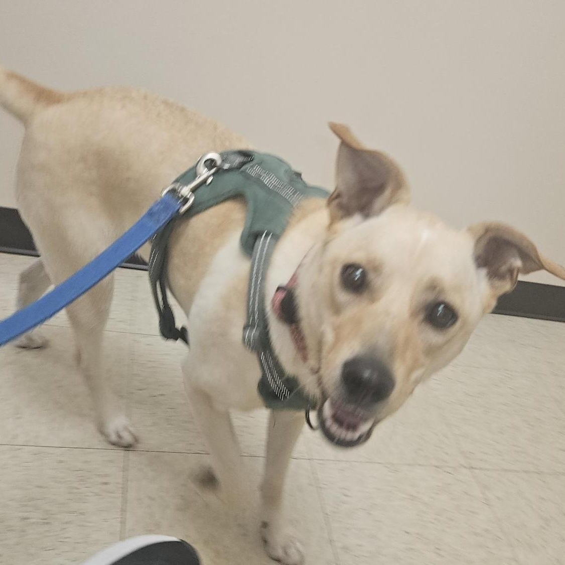 Enlarge Bella, an adoptable mixed breed in Aurora, IL image 3/4
