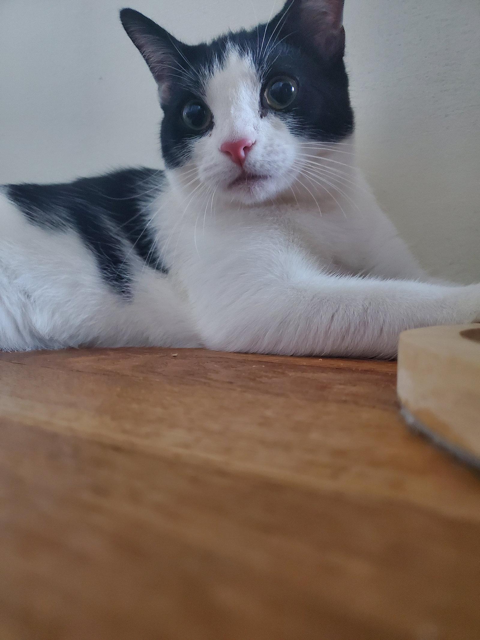 Feta, Adoptable, Young Female Tuxedo & Domestic Short Hair.
