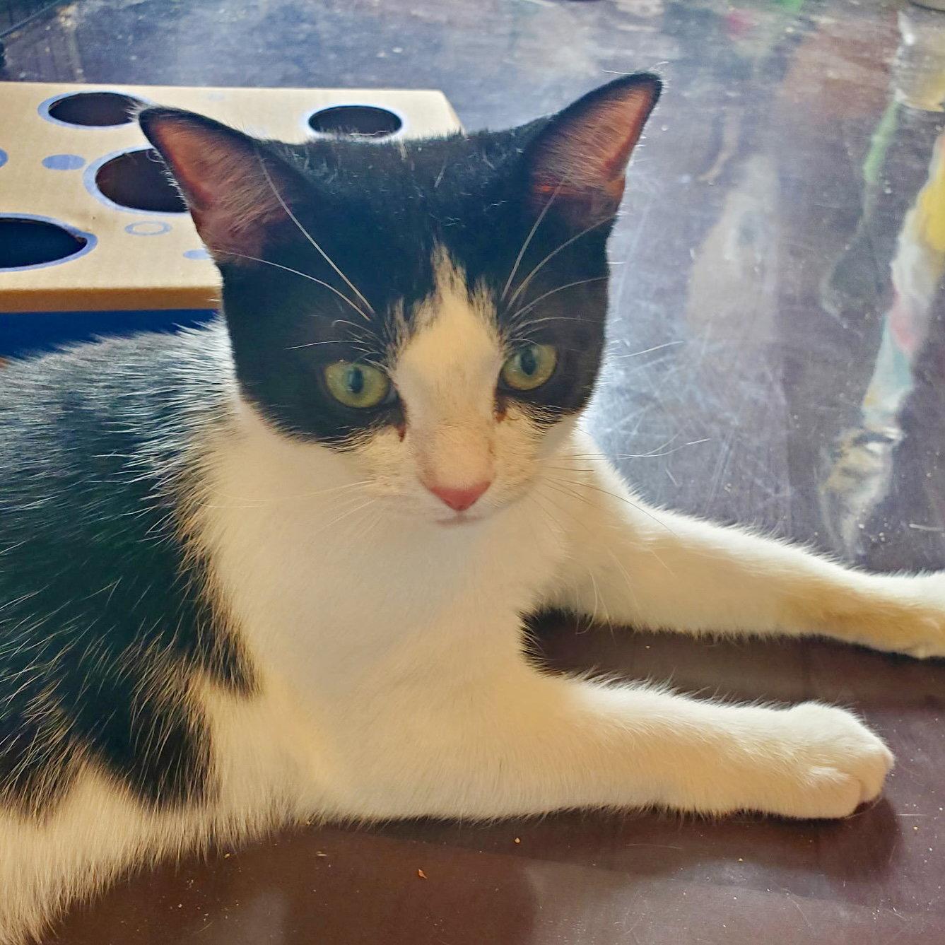 Feta, a Adoptable mixed breed in Flushing, NY image 3/3