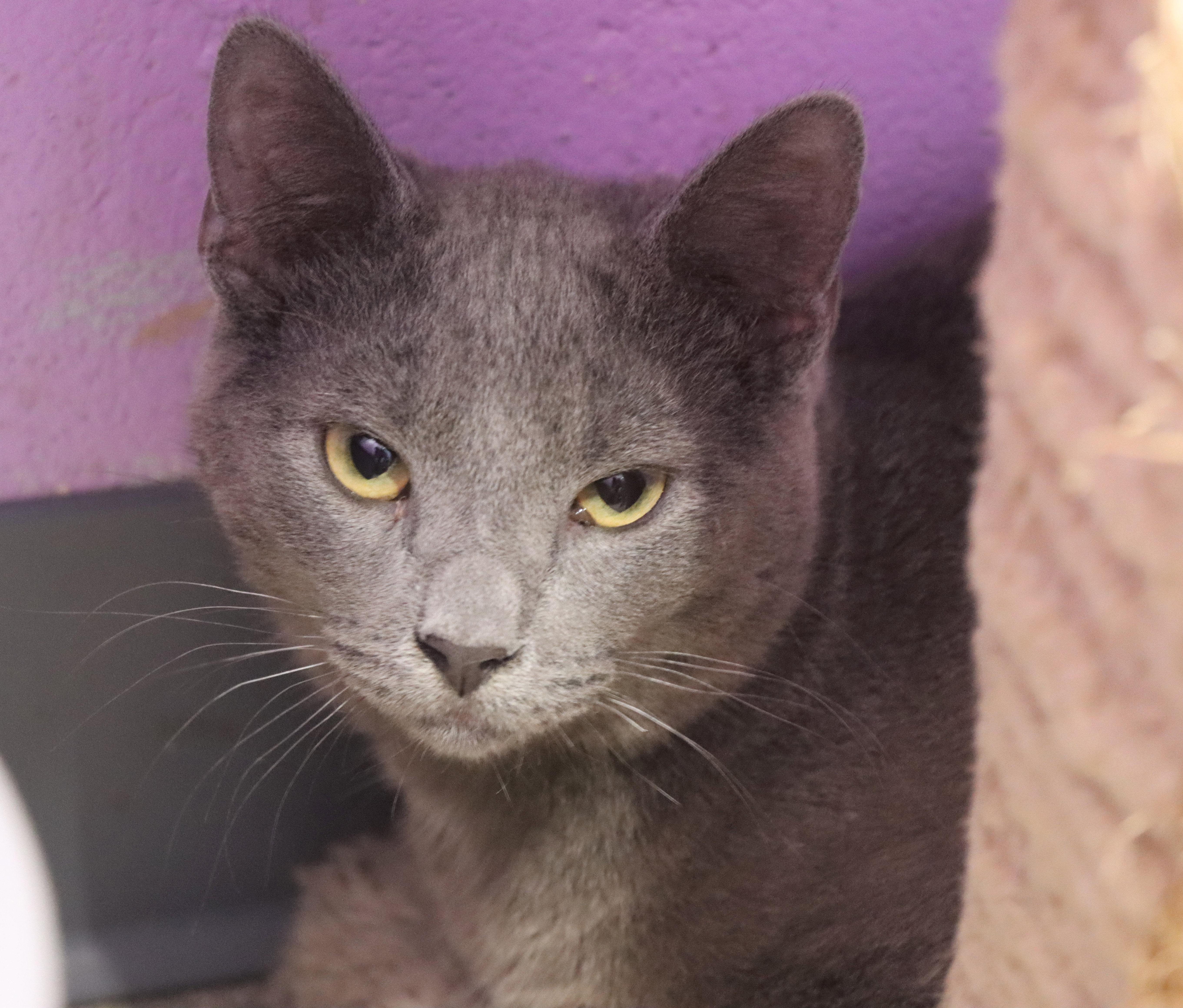 Enlarge Master Chief, a Adoptable Domestic Medium Hair in House Springs, MO image 1/1