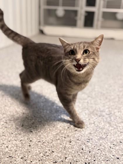 Enlarge Garth, an adopted Domestic Short Hair in West Des Moines, IA image 1/2