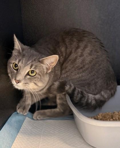 Garth, adopted, Adult Male Domestic Short Hair.