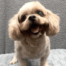 Mickey, a Adoptable Shih Tzu in Lincolnwood, IL image 1/2